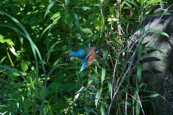 Common Kingfisher 神奈川県 Fri, 6/22/2018