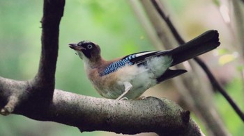 カケス 神奈川県立21世紀の森 2016年6月26日(日)