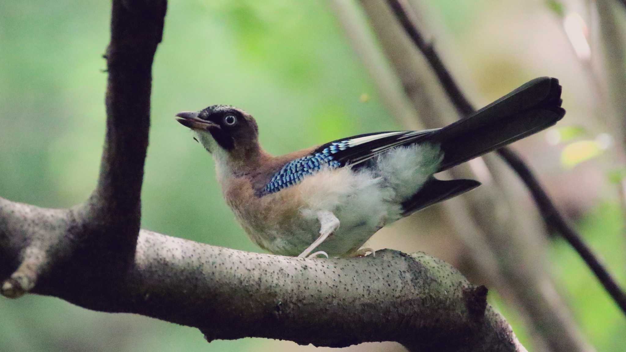 神奈川県立21世紀の森 カケスの写真 by k honma