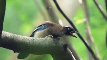 Eurasian Jay 神奈川県立21世紀の森 Sun, 6/26/2016