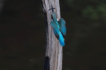 Common Kingfisher 神奈川県 Fri, 6/22/2018