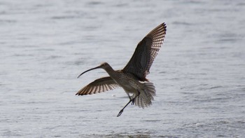 ホウロクシギ ふなばし三番瀬海浜公園 2016年3月21日(月)