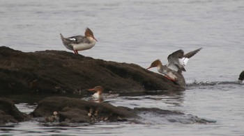 Red-breasted Merganser 長井漁港 Sun, 1/31/2016