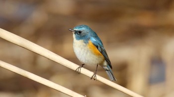 ルリビタキ 四季の森公園(横浜市緑区) 2016年1月25日(月)