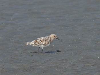 Red-necked Stint Sambanze Tideland Fri, 5/12/2023