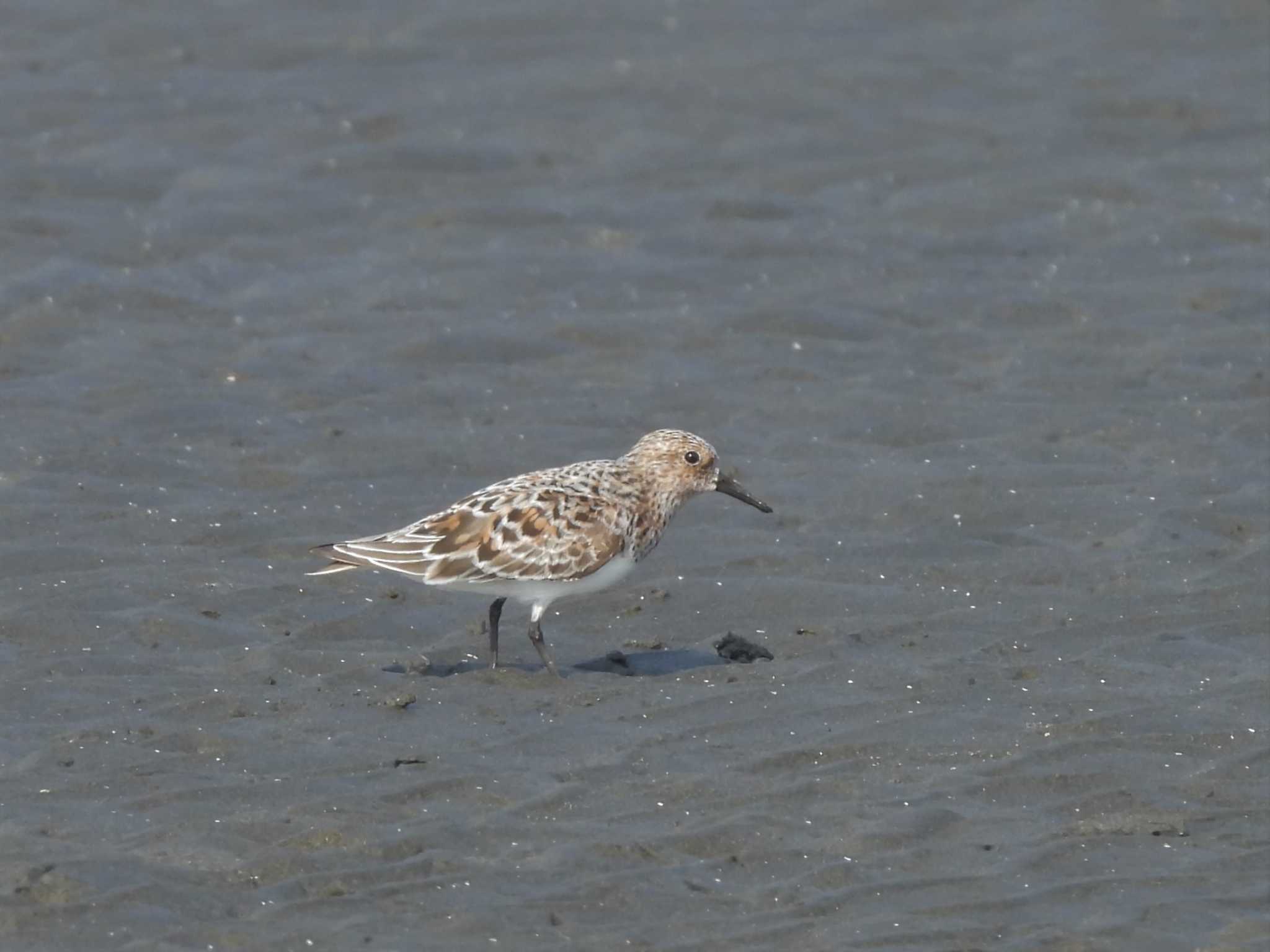 Photo of Red-necked Stint at Sambanze Tideland by mashiko