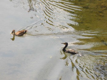 カワウ 平和の森公園、江古田公園、哲学堂公園、妙正寺川 2023年5月12日(金)