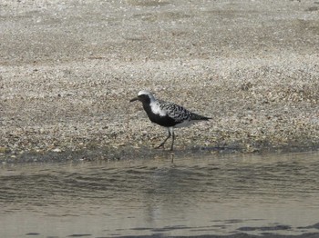 Grey Plover Sambanze Tideland Fri, 5/12/2023