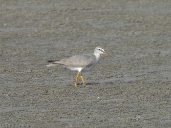 Grey-tailed Tattler Sambanze Tideland Fri, 5/12/2023