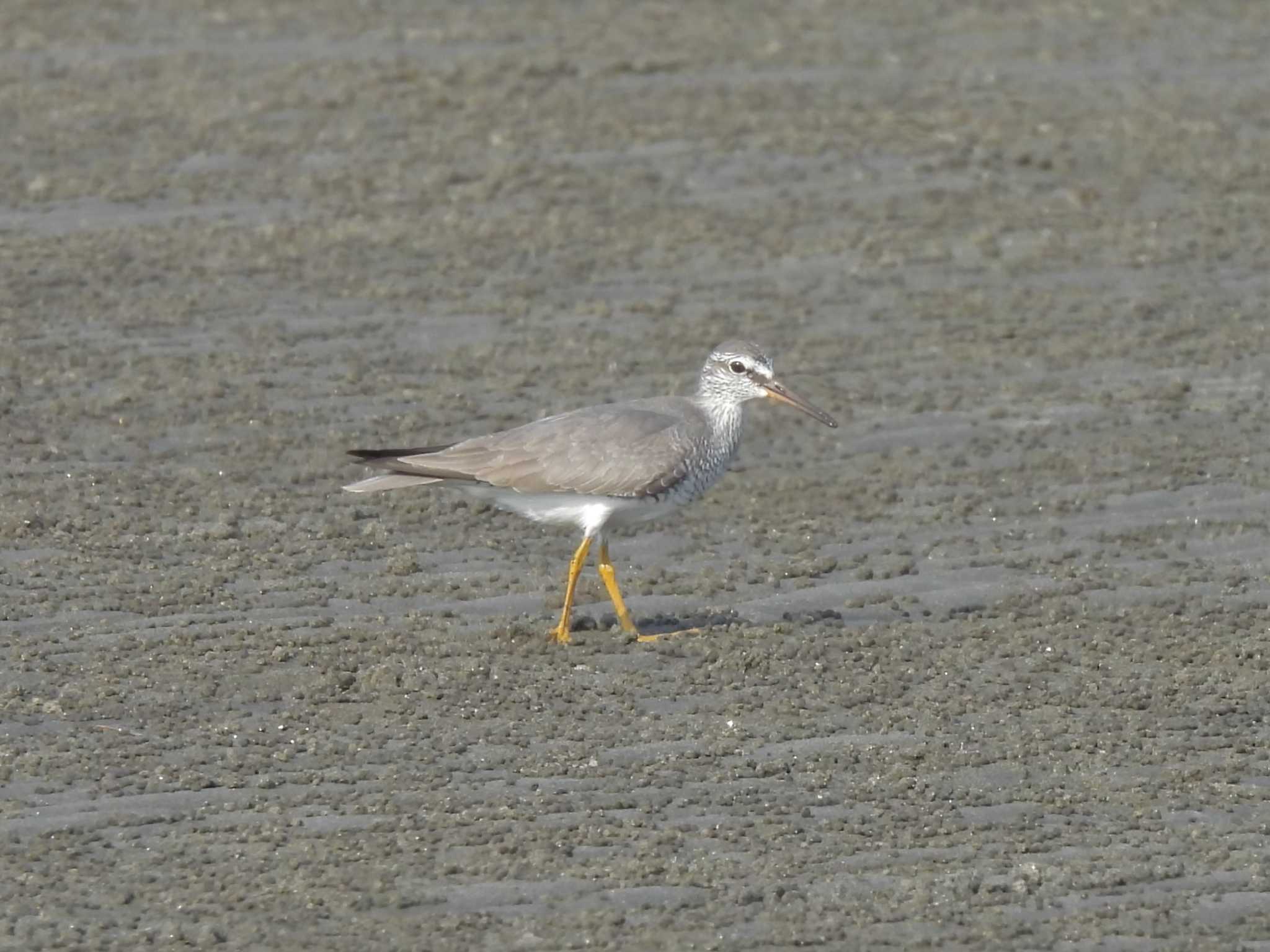 Photo of Grey-tailed Tattler at Sambanze Tideland by mashiko