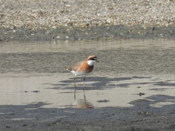 Siberian Sand Plover Sambanze Tideland Fri, 5/12/2023