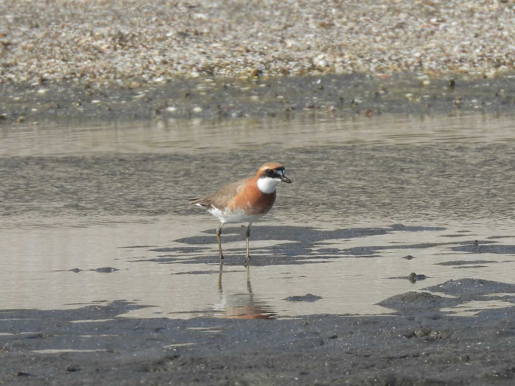 Photo of Siberian Sand Plover at Sambanze Tideland by mashiko