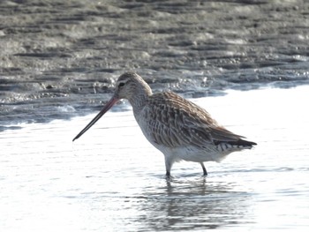 Bar-tailed Godwit Sambanze Tideland Fri, 5/12/2023