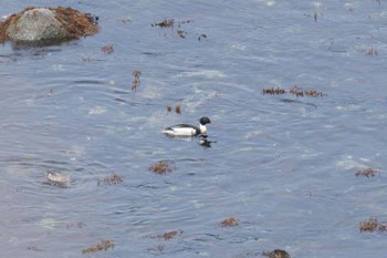 Red-breasted Merganser 室蘭市 Wed, 5/3/2023