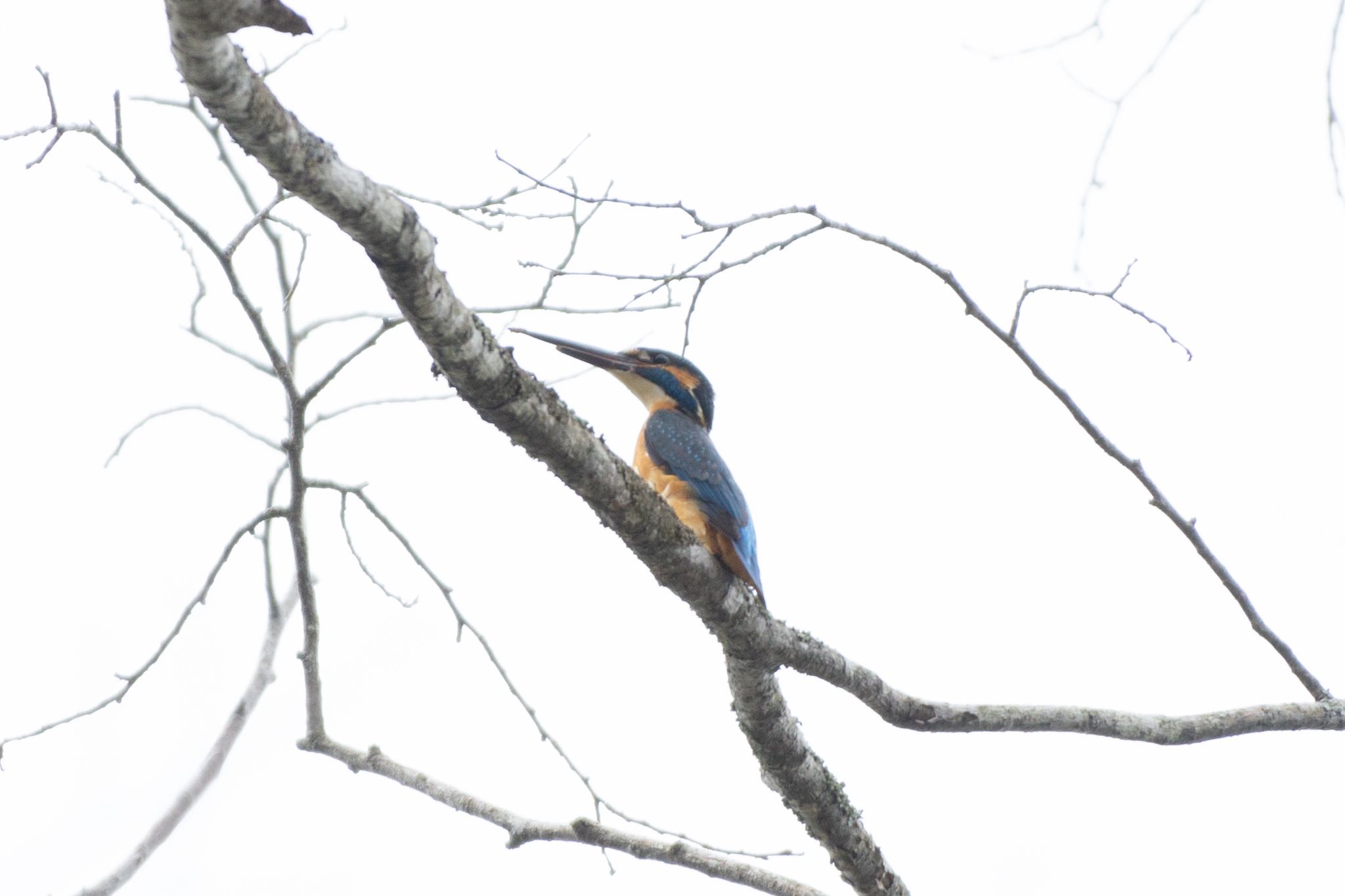 Photo of Common Kingfisher at 八郎沼公園 by マルCU