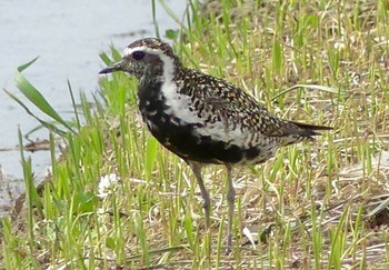 2023年5月6日(土) 伊佐沼の野鳥観察記録