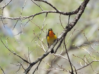 Narcissus Flycatcher 軽井沢 Thu, 5/4/2023