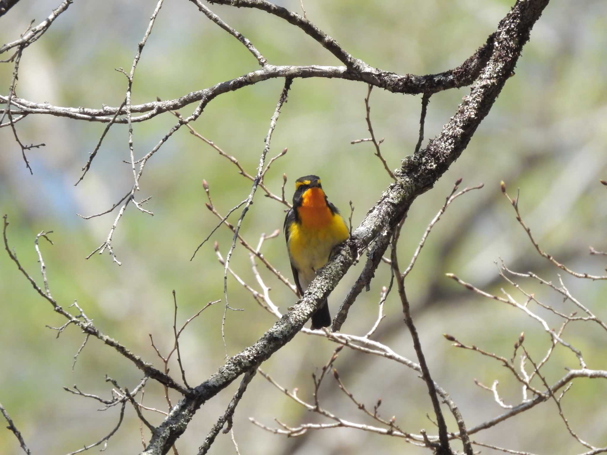 Narcissus Flycatcher