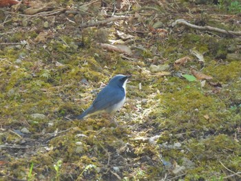 2023年5月4日(木) 軽井沢の野鳥観察記録