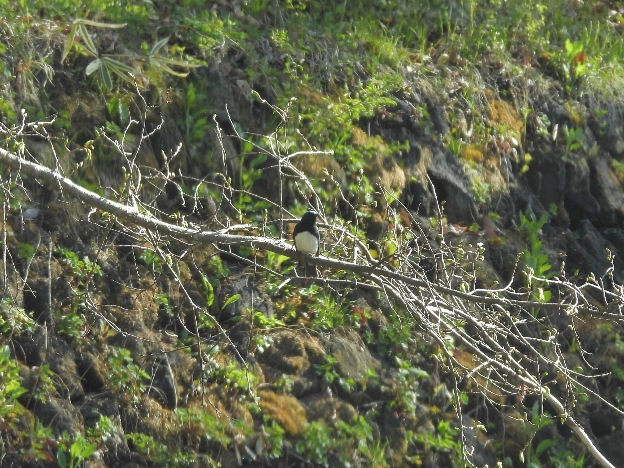 Blue-and-white Flycatcher