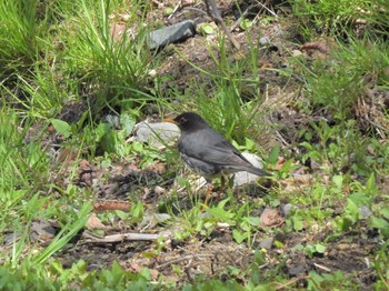 Japanese Thrush 軽井沢 Thu, 5/4/2023