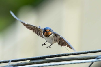 Barn Swallow 茨城県大子町 Fri, 5/12/2023