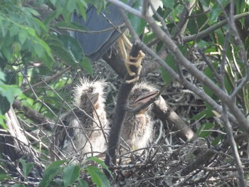 Black-crowned Night Heron 打上川治水緑地 Fri, 5/12/2023