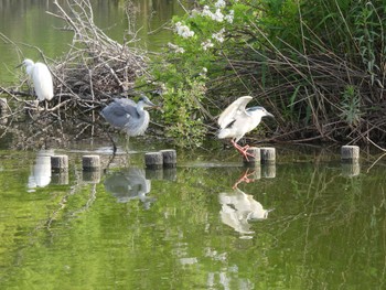 Black-crowned Night Heron 打上川治水緑地 Fri, 5/12/2023