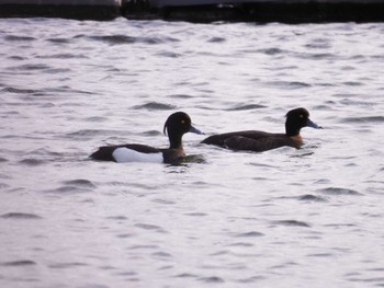 Tufted Duck Gonushi Pond Fri, 5/12/2023