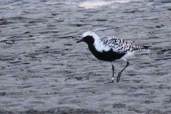 Grey Plover Sambanze Tideland Fri, 5/12/2023