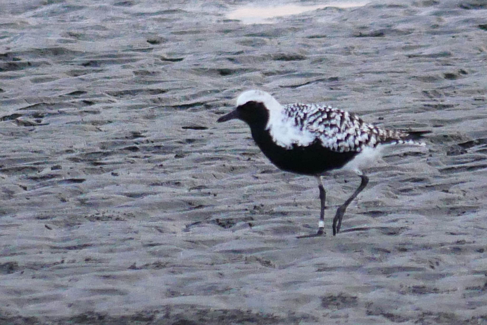 Photo of Grey Plover at Sambanze Tideland by アカウント3603