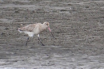 Black-tailed Godwit Sambanze Tideland Fri, 5/12/2023