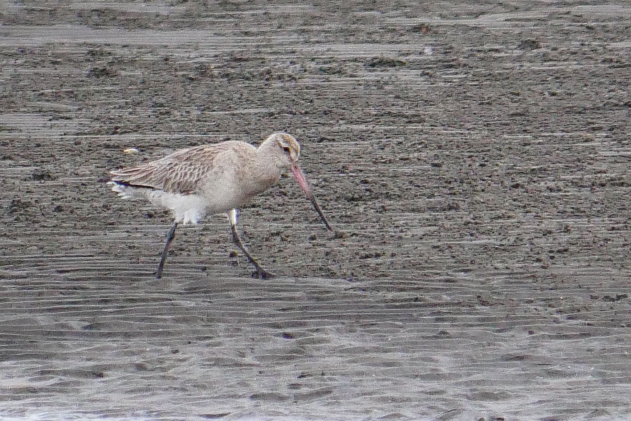 Photo of Black-tailed Godwit at Sambanze Tideland by アカウント3603