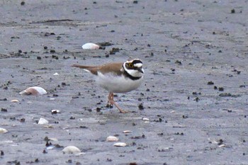 Little Ringed Plover Sambanze Tideland Fri, 5/12/2023