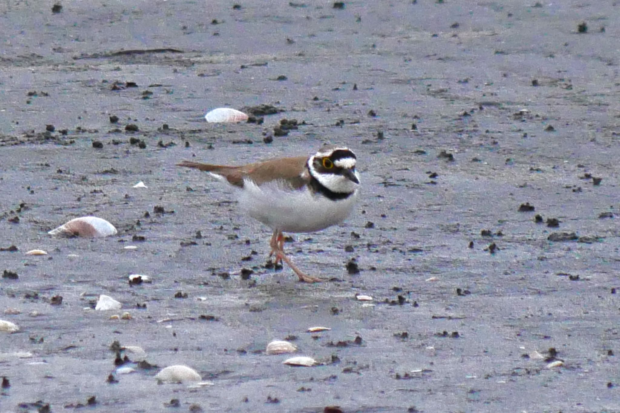 Photo of Little Ringed Plover at Sambanze Tideland by アカウント3603
