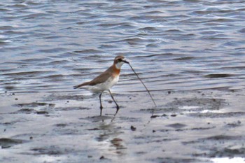 Siberian Sand Plover Sambanze Tideland Fri, 5/12/2023