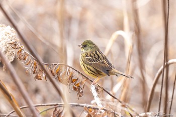 アオジ 大麻生野鳥の森公園 2023年2月7日(火)