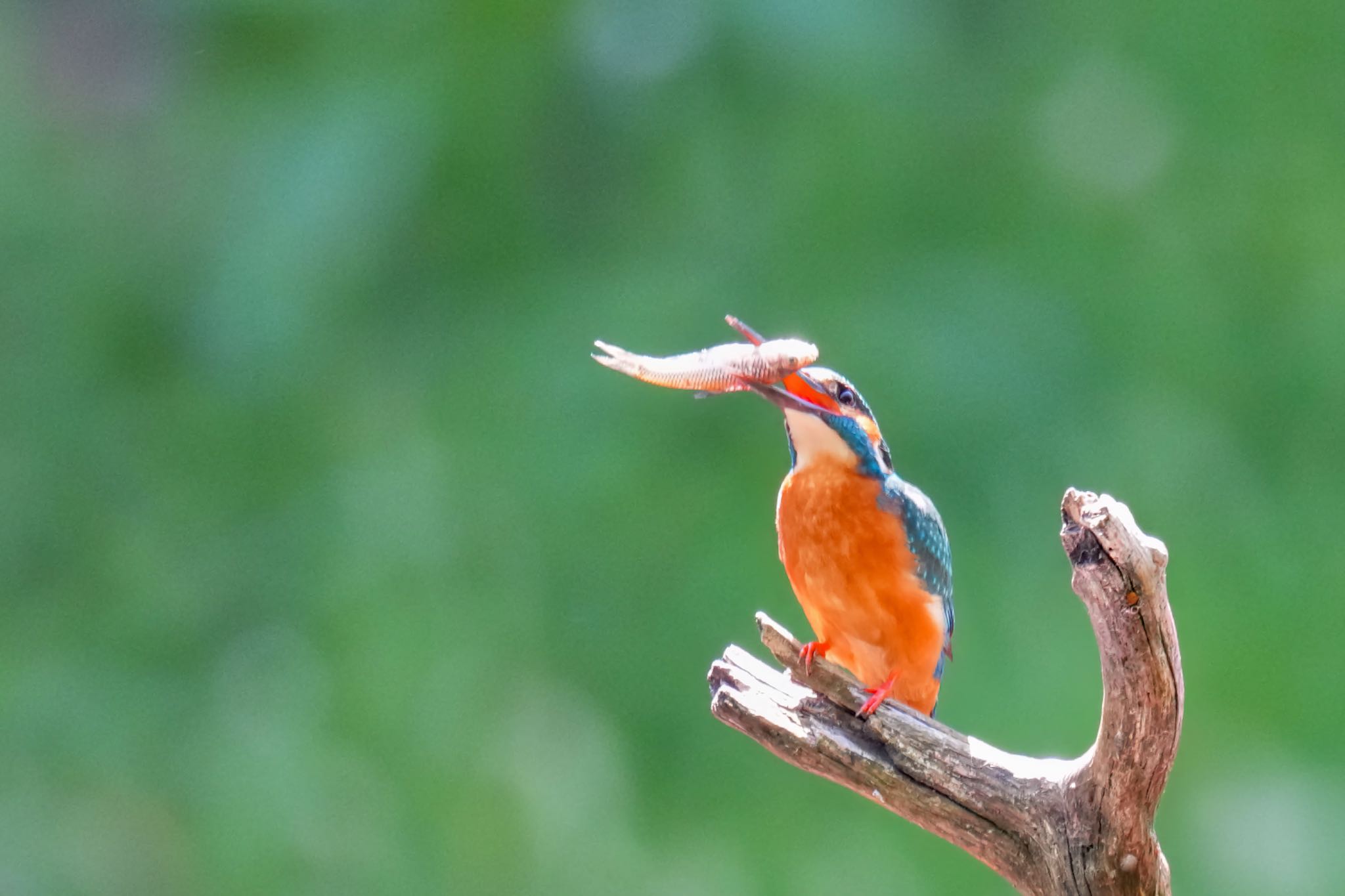 Common Kingfisher