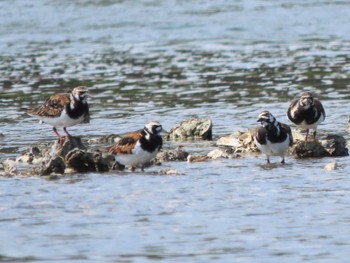 キョウジョシギ 三重 2023年5月3日(水)