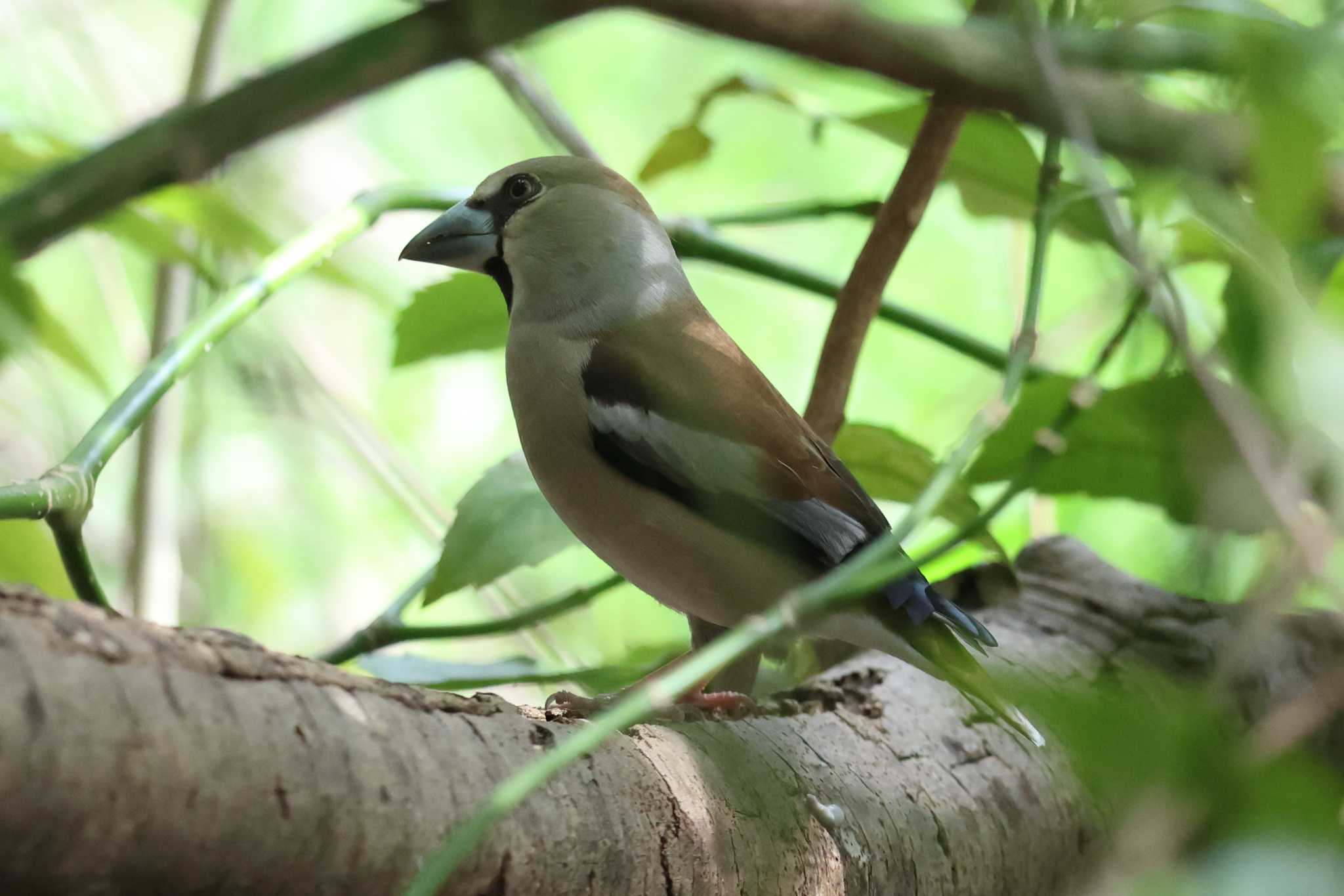 明石公園のシメ