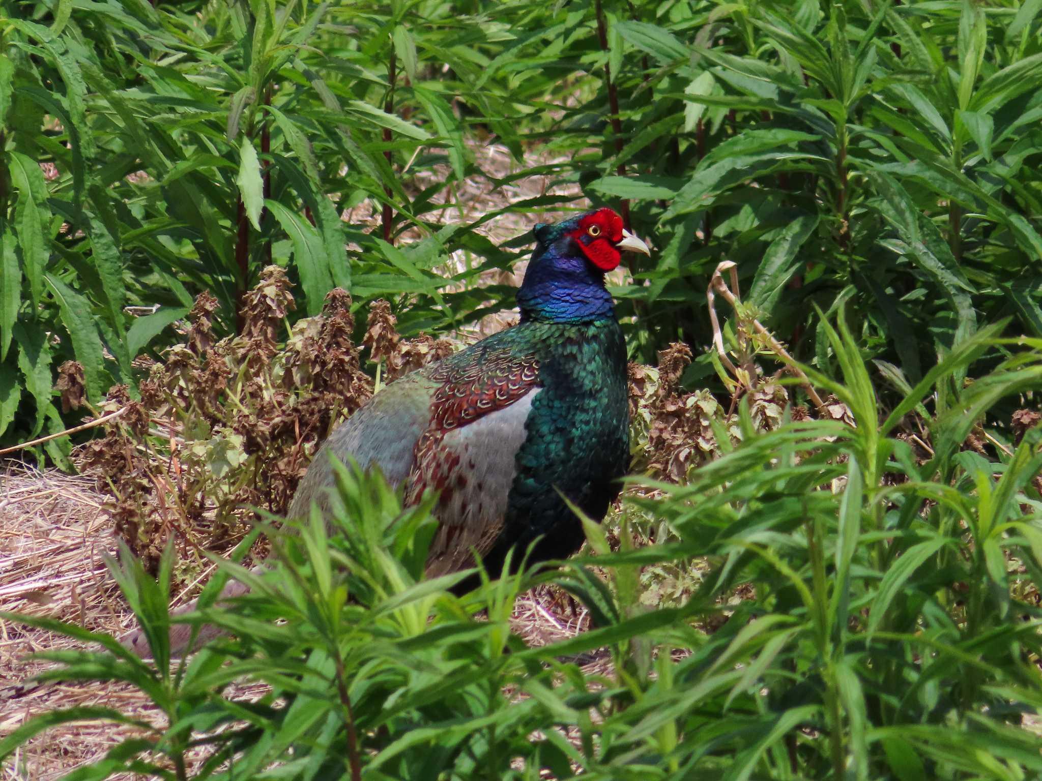 春日部市 キジの写真 by kou