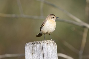 Amur Stonechat Senjogahara Marshland Thu, 5/11/2023