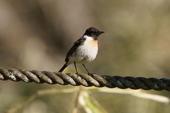 Amur Stonechat Senjogahara Marshland Thu, 5/11/2023