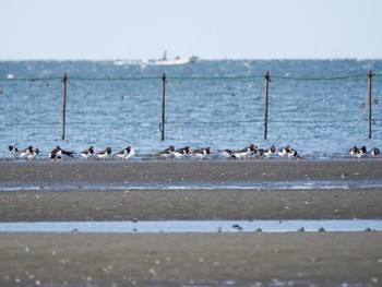 ミヤコドリ ふなばし三番瀬海浜公園 2023年5月2日(火)