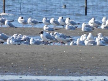 ユリカモメ ふなばし三番瀬海浜公園 2023年5月2日(火)