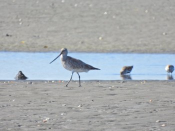 オオソリハシシギ ふなばし三番瀬海浜公園 2023年5月2日(火)