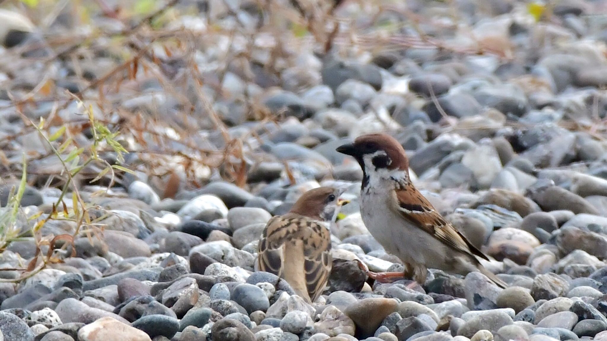 船明ダム スズメの写真