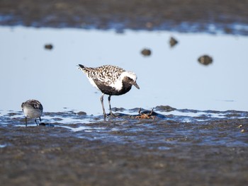 ダイゼン ふなばし三番瀬海浜公園 2023年5月2日(火)