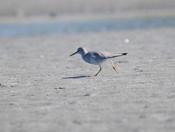 キアシシギ ふなばし三番瀬海浜公園 2023年5月2日(火)