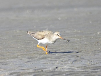 ソリハシシギ ふなばし三番瀬海浜公園 2023年5月2日(火)